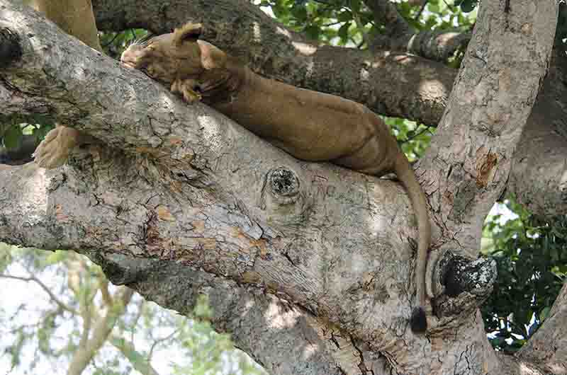 18 - Leones trepadores - parque nacional Queen Elizabeth - Uganda